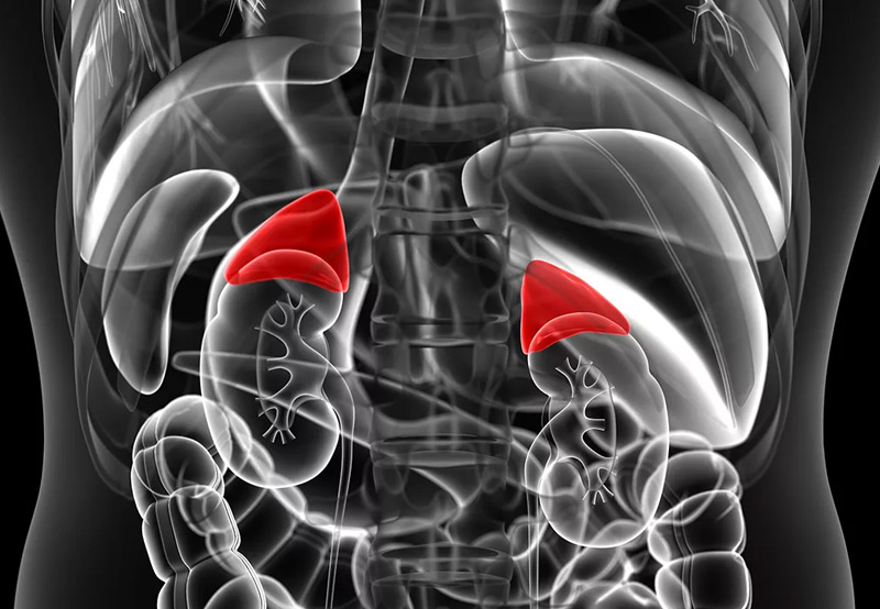 adrenal-glands-congenital-adrenal-hyperplasia-Dr.-Kai-Wen-Chuang adrenal-glands-congenital-adrenal-hyperplasia-Dr.-Kai-Wen-Chuang