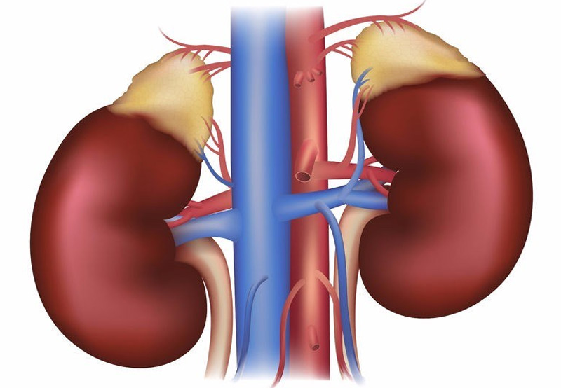 adrenal-glands-congenital-adrenal-hyperplasia-Dr.-Kai-Wen-Chuang