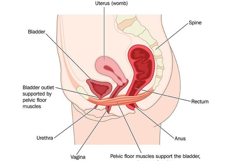 anatomy-ureteropelvic-junction-obstruction-Dr.-Kai-Wen-Chuang