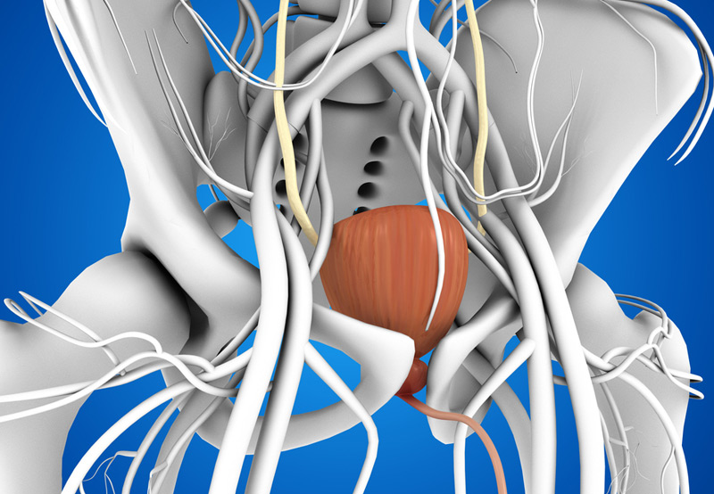 nerves-surrounding-bladder-medical-concept-related-to-neurogenic-bladder-Dr.-Kai-Wen-Chuang